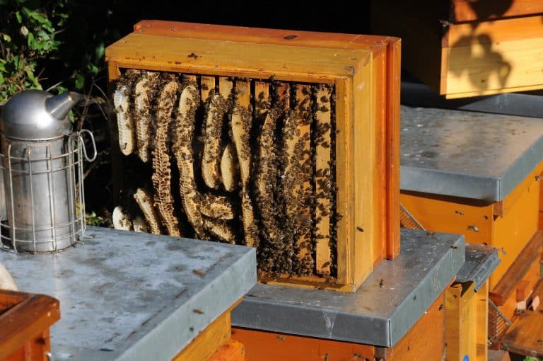 LeadBees : un concept innovant pour les apiculteurs