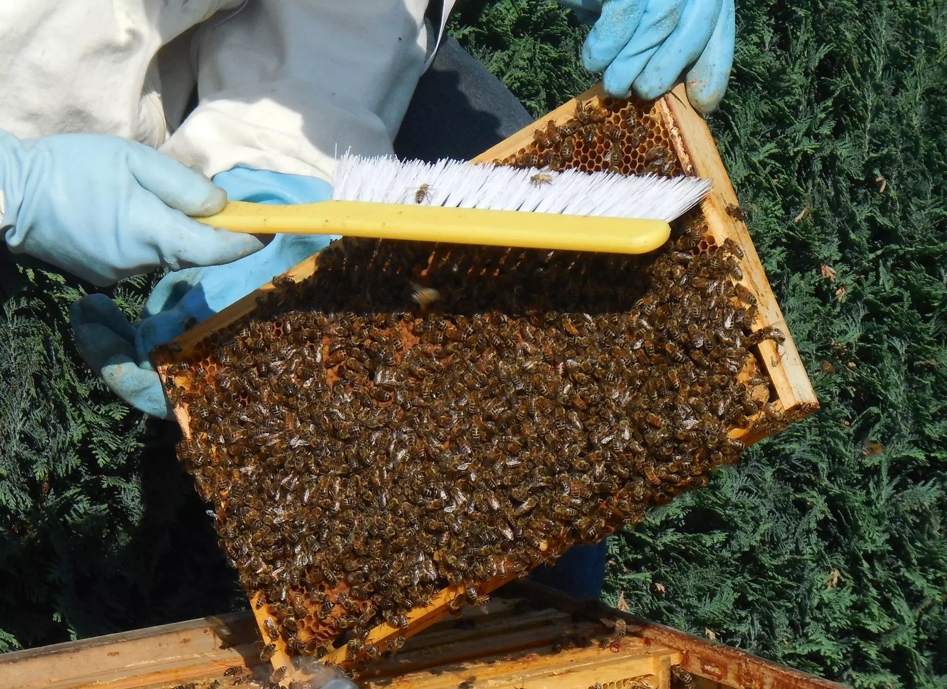 LeadBees : un concept innovant pour les apiculteurs-1