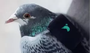 Des pigeons équipés pour mesurer la pollution de l’air