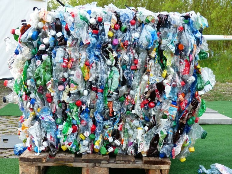 Des larves pour recycler les sacs en plastique