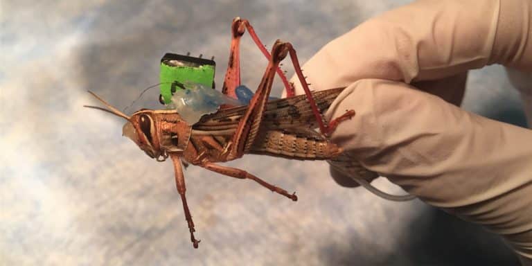 Des criquets cyborgs pour la sécurité