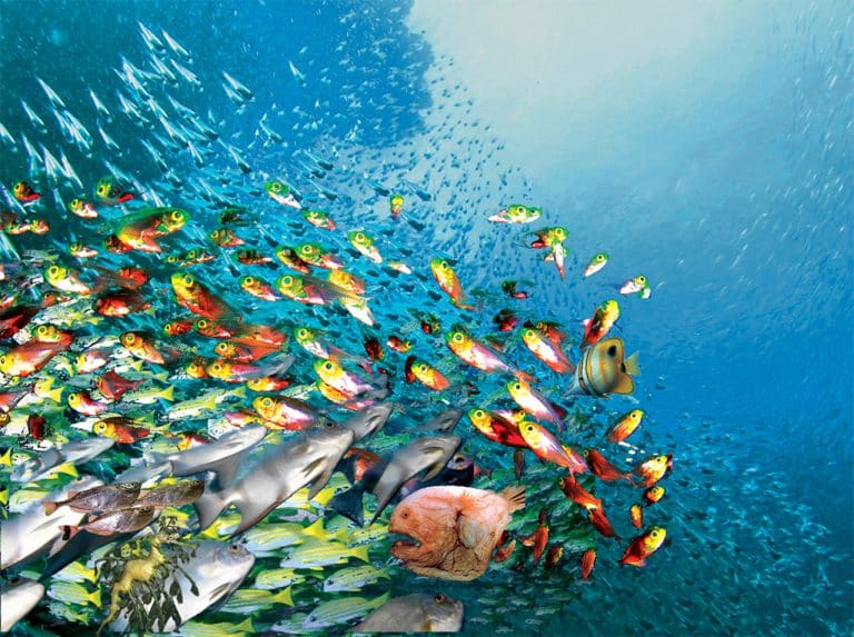 Des poissons robots