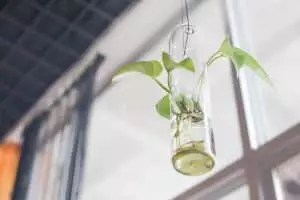 Tirer parti des plantes et de leur énergie naturelle