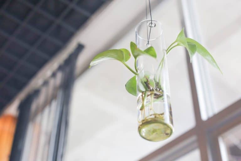 Tirer parti des plantes et de leur énergie naturelle