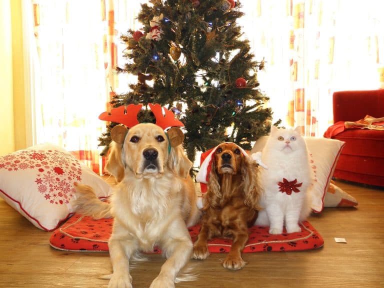 Votre animal en HD vous suit partout