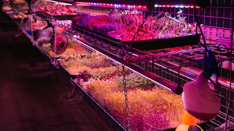 Une ferme souterraine bio à Paris