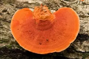 Une enzyme de champignon pourrait relancer la bioraffinerie