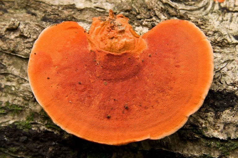 Une enzyme de champignon pourrait relancer la bioraffinerie