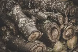 Le Nanowood : un nouveau matériau isolant à base de bois bois