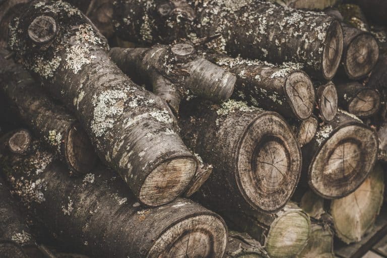 Le Nanowood : un nouveau matériau isolant à base de bois