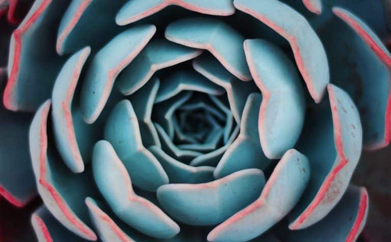 Seek : ou comment shazamer les animaux et les plantes avec la photographie