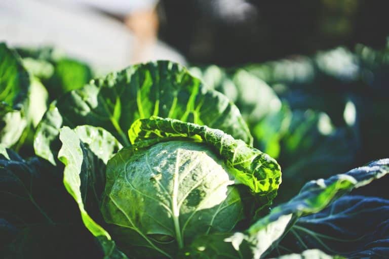 FarmBot : un robot qui jardine tout seul