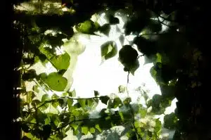 Des places de stationnement remplacées par des espaces verts personnels espaces verts