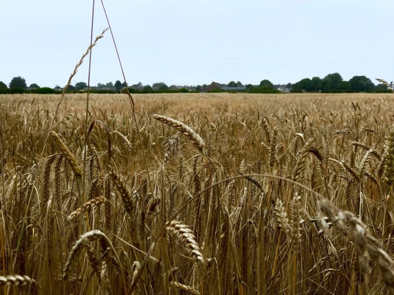 ecoRobotics : la machine qui cible les mauvaises herbes
