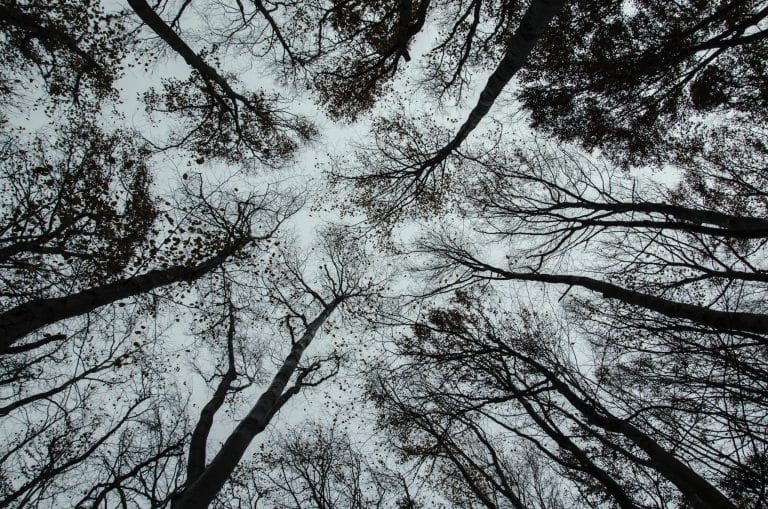 Les cabines secrètes : une start-up favorise le bien-être en pleine nature