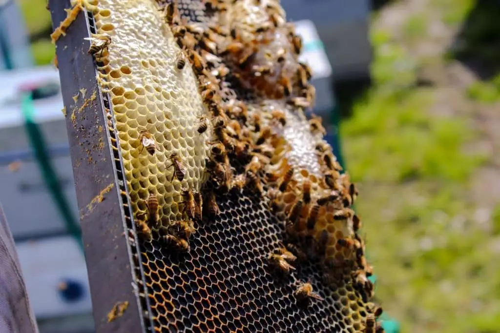 Bee Saving Paper