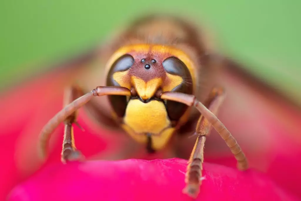 insectes