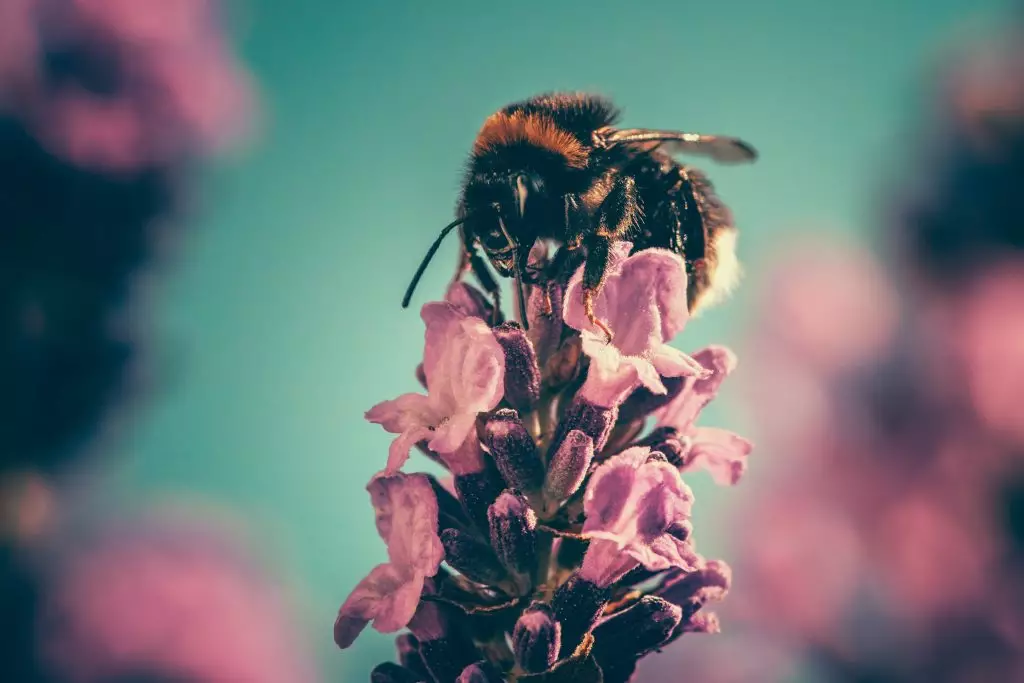 bee saving paper