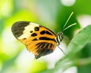 Un pesticide naturel qui ne nuit pas aux insectes utiles insectes