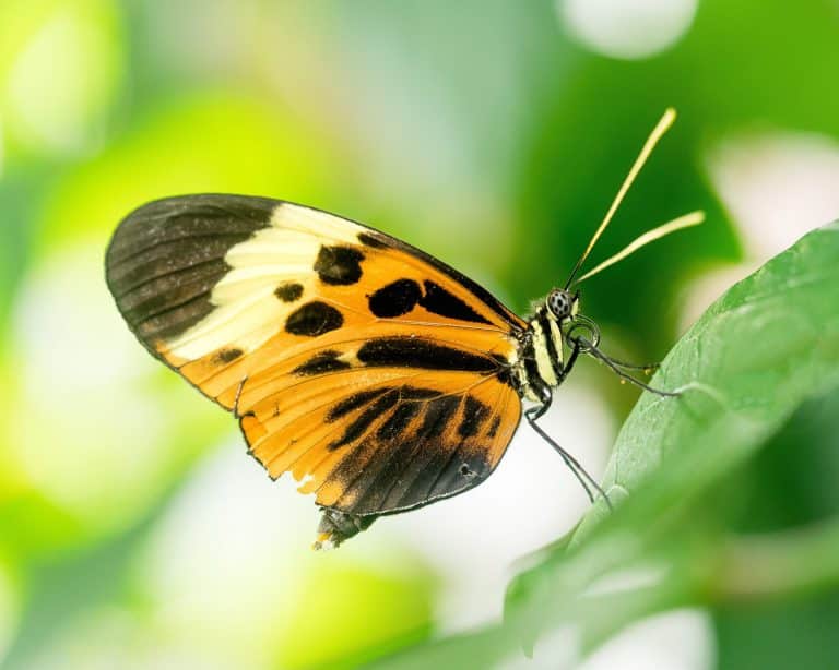 Un pesticide naturel qui ne nuit pas aux insectes utiles