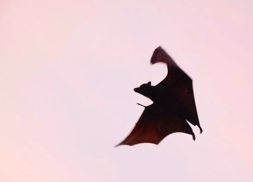 chauves-souris