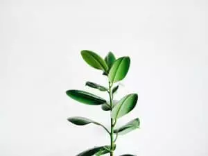 Hexa : une plante qui se déplace en fonction du soleil Hexa