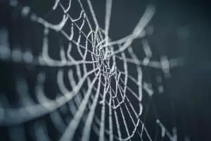 La soie des araignées inspire la recherche contre le cancer soie