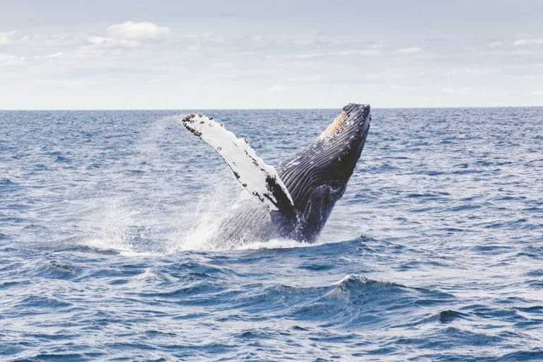 Augmented Nature : étiquettes de bio-enregistrement qui avertissent les animaux des menaces humaines