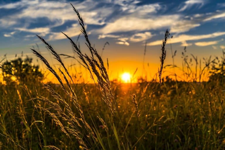 Apporter de la technologie à l’agriculture