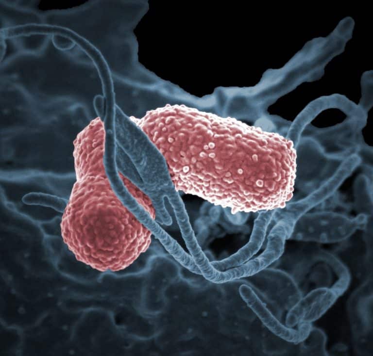 La phagothérapie, nouveau moyen de lutte contre les maladies infectieuses et résistantes aux antibiotiques
