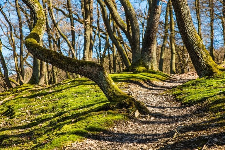 Forest, une application pour vous aider à vous passer de votre téléphone et vous inspirer à planter des arbres