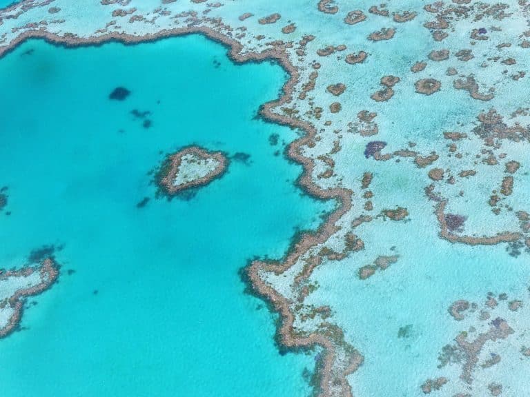 Comment l’IA et les drones tentent de sauver la grande barrière de corail ?