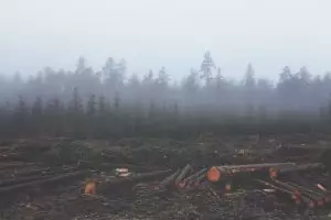 Des approches techniques pour compenser le désastre écologique de la déforestation