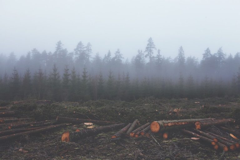 Des approches techniques pour compenser le désastre écologique de la déforestation