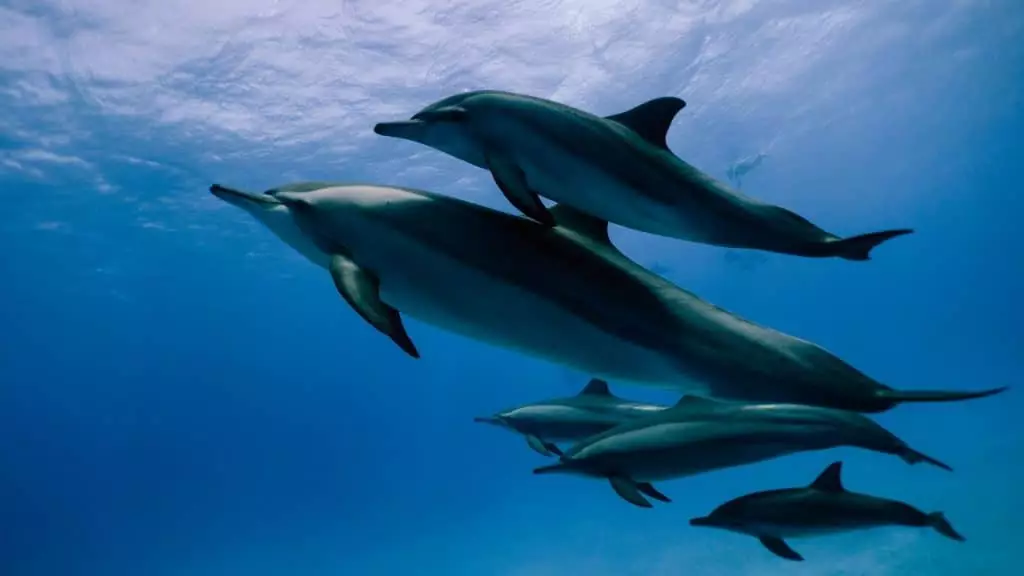 Des robots pour remplacer les dauphins dans les parcs aquatiques