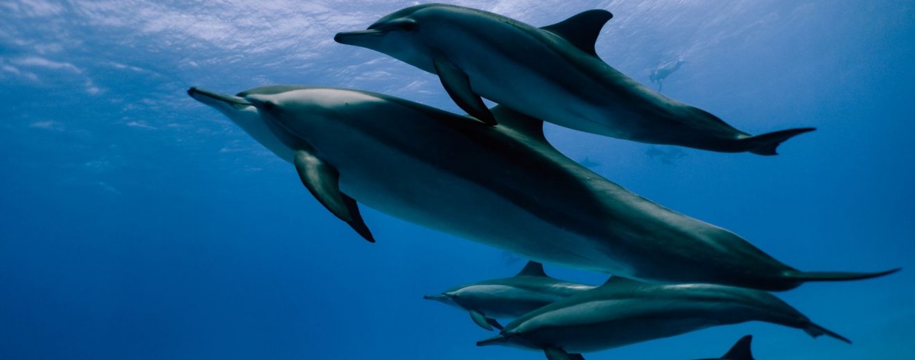Des robots pour remplacer les dauphins dans les parcs aquatiques