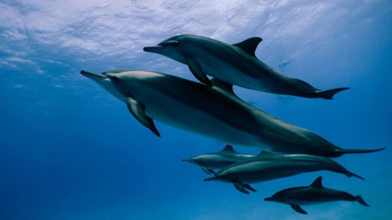 Des robots pour remplacer les dauphins dans les parcs aquatiques