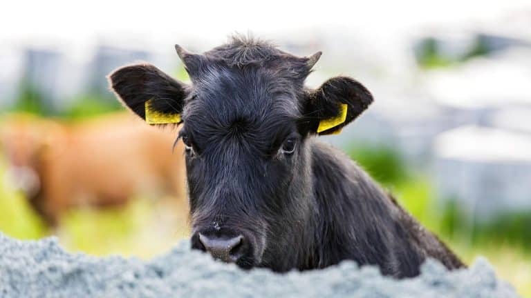 Un veau génétiquement modifié pour des raisons économiques