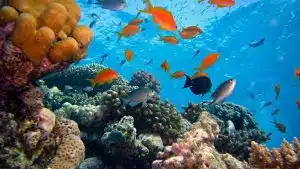 Cette mini bouteille révolutionne la plongée sous-marine ! Cette mini bouteille révolutionne la plongée sous-marine !