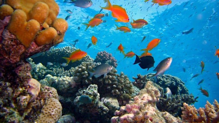 Cette mini bouteille révolutionne la plongée sous-marine !