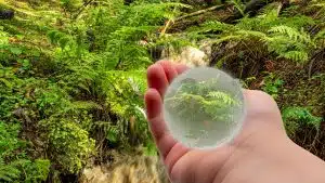 Biomimétisme : quand la biodiversité inspire les nouvelles technologies