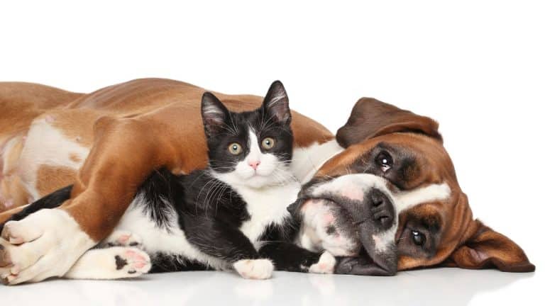 La Fondation 30 Millions d&rsquo;Amis lance un site dédié aux animaux de compagnie décédé
