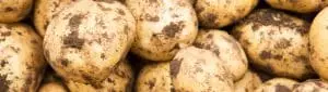 Recourir à la haute-technologie pour fournir l’Europe en pommes de terre