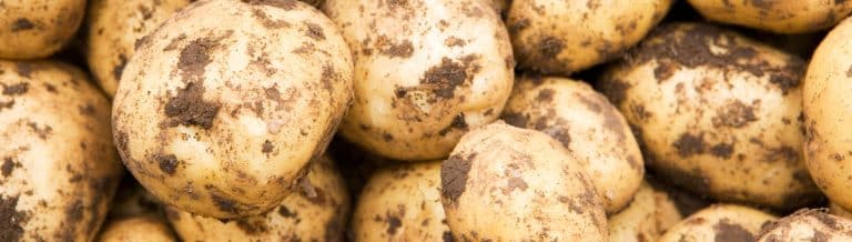 Recourir à la haute-technologie pour fournir l&rsquo;Europe en pommes de terre