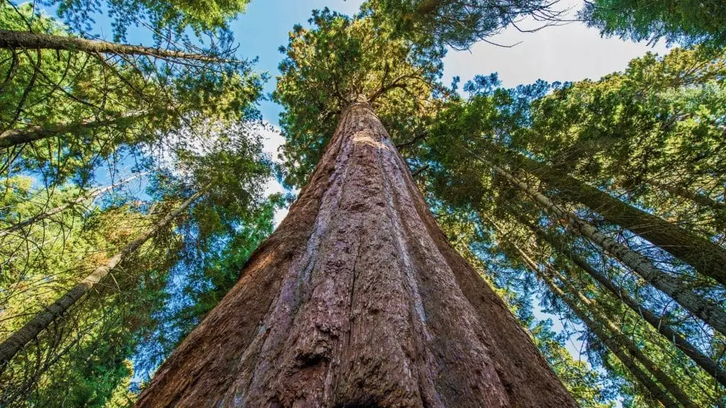 Ce système pourrait sauver le plus grand arbre du monde
