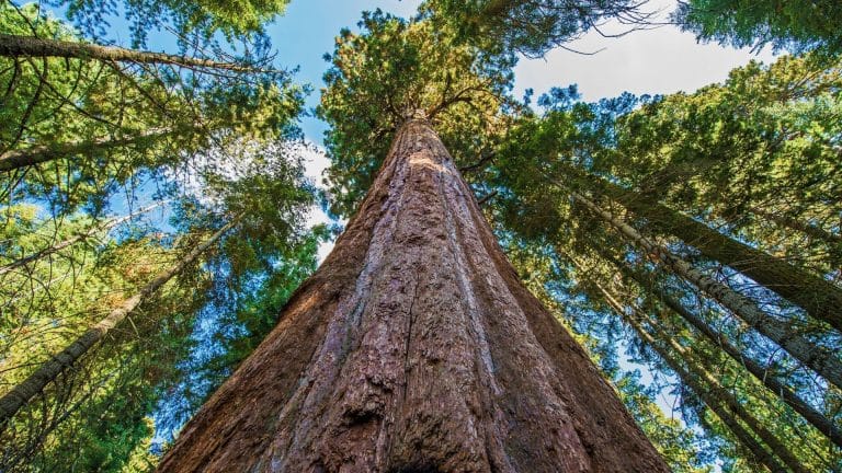 Ce système pourrait sauver le plus grand arbre du monde
