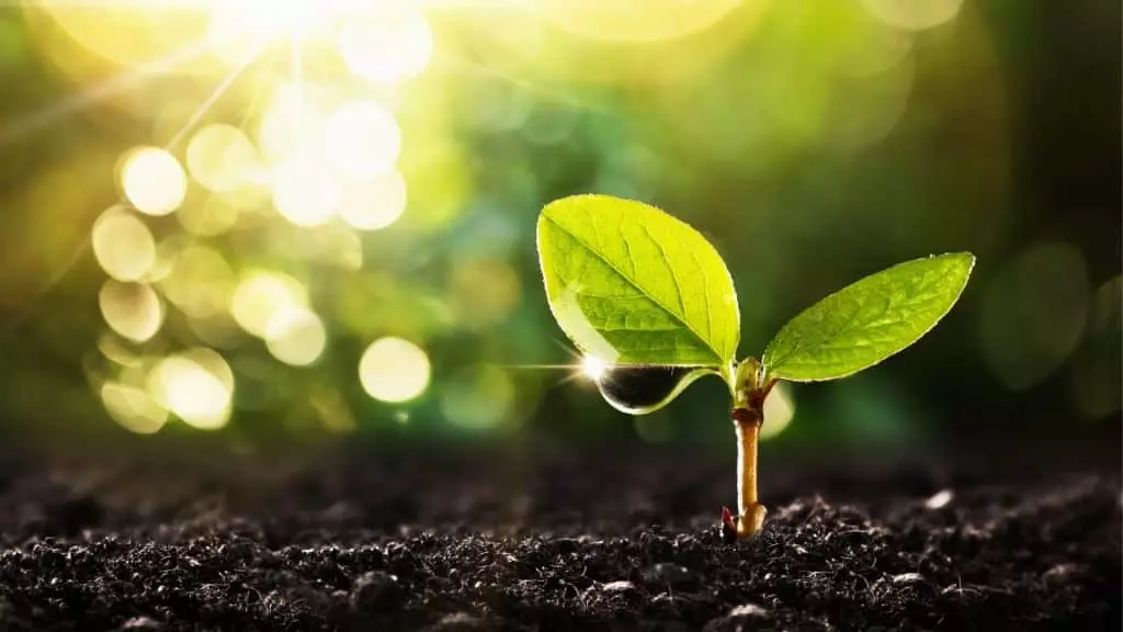Les plantes lumineuses « rechargeables » 