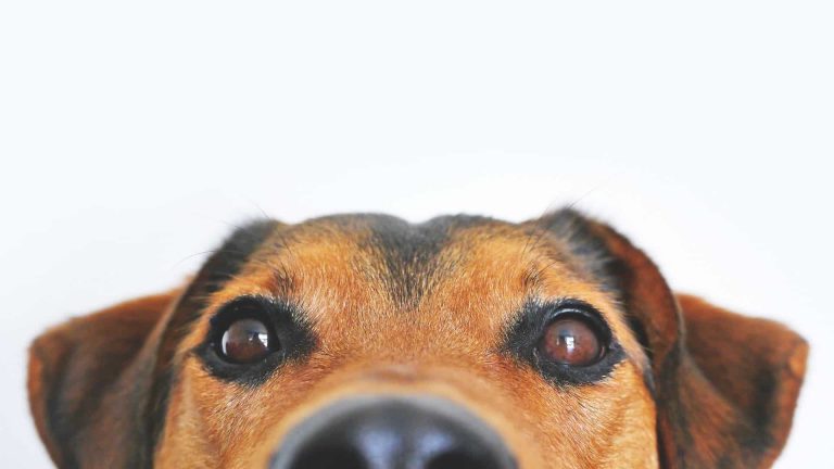 Un smartphone pour chien bientôt disponible