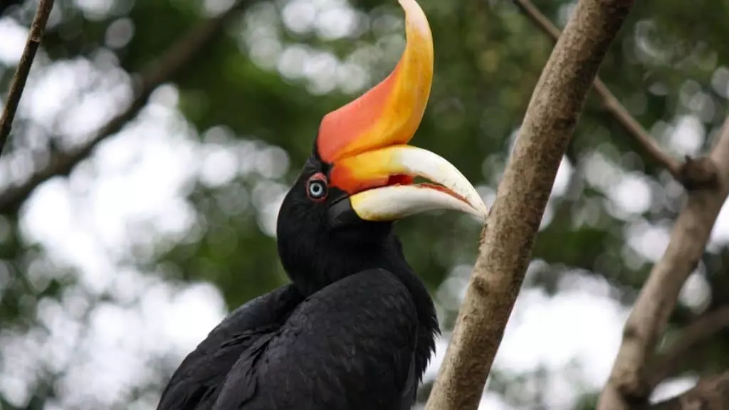 Un oiseau sauvé grâce à l’impression 3D Un oiseau sauvé grâce à l'impression 3D