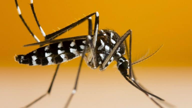 Une jardinière intelligente pour lutter contre le moustique tigre